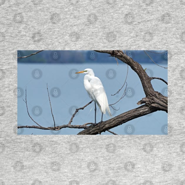 Great Egret / Great White Heron Sitting On a Tree Branch by BackyardBirder